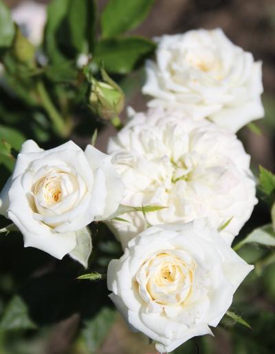 ����� ���� ����