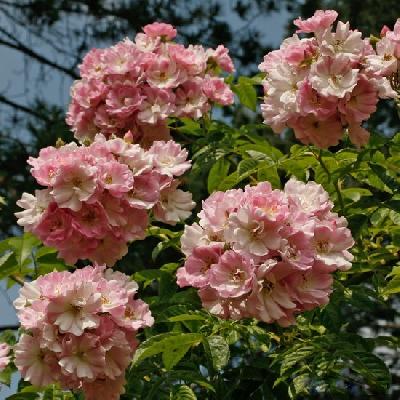 ���� �������