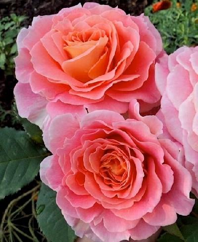 ���� ������