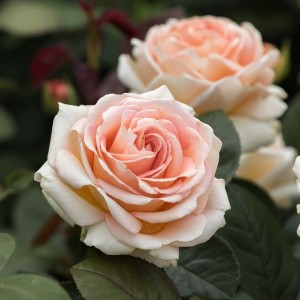 Леди Капри