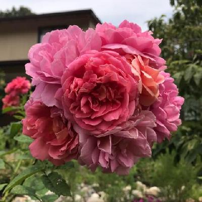 ����� �� ������