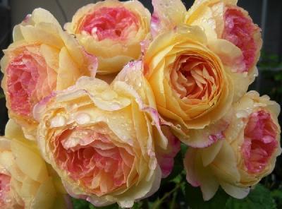 ���� ������