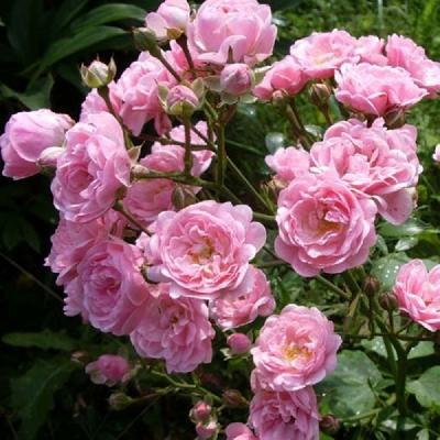 �� �����