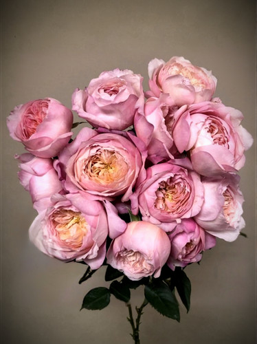 ����� ��������