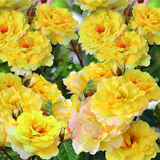 ���� �������