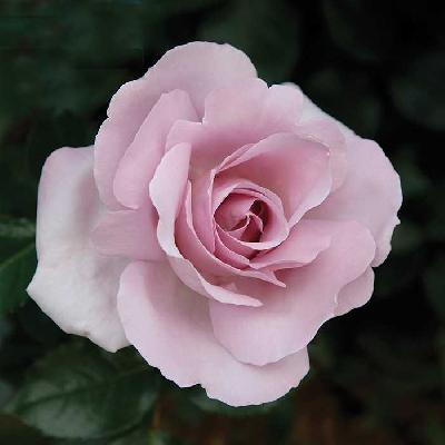 �� ��� �� ��� �����