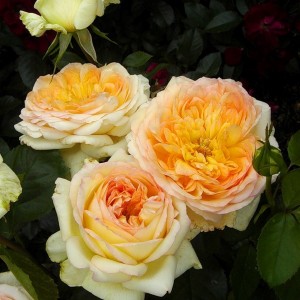 АЛЬФОНС ДОДЕ