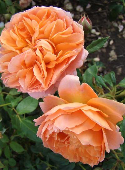 ���� �������