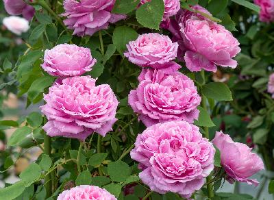 ���� ������