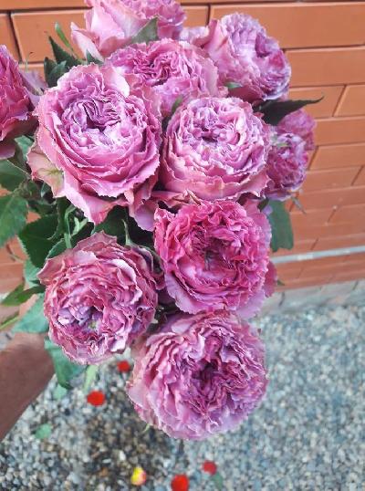 ����� �������