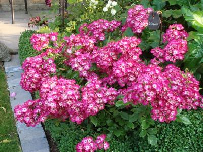 ����� ��� ��������