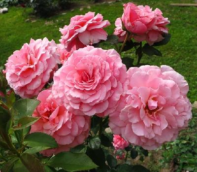 ����� ����� ����