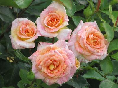 ������ �����