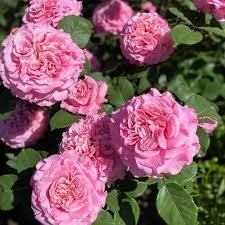 ����� ����