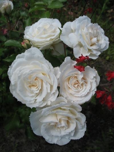 ���� ���������