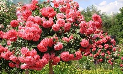 ����� �������� �������