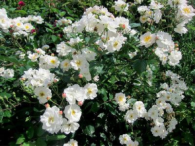 ������ ���� �����