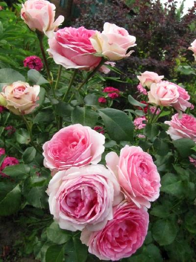 �������� (����� �� �����)