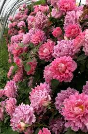 ����� �����