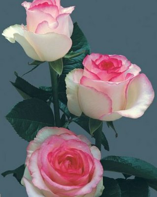 ������ ���� +