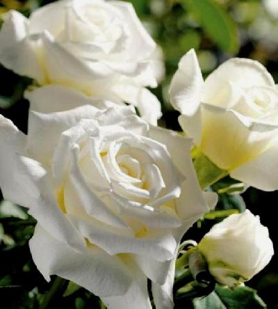 ��� ��� ���� II