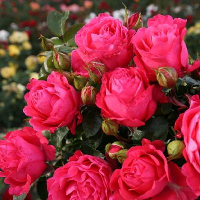 ����� ����