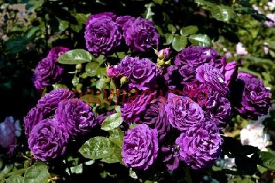 ����� �������� ����