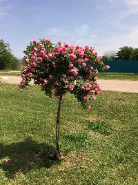 ����� �������� �� �����