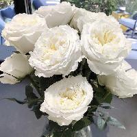 Штамб Майра Вайт