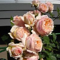 ����� �� �����