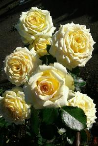 ������� ����