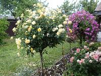 Штамб Молинью