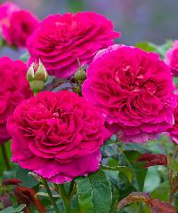 Штамб Габриэль Оак