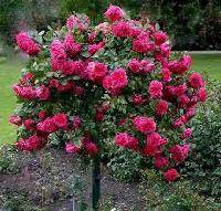 Штамб Сангрия