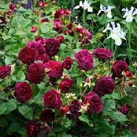 ����� ������� ������� 2000