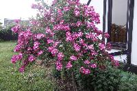 Штамб Моцарт