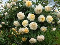 Штамб Крокус роза