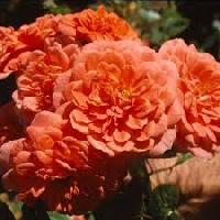 ����� ���� ��������