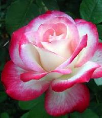 Штамб Юбилей Принца Монако