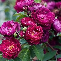 Штамб Кардинал Хьюм