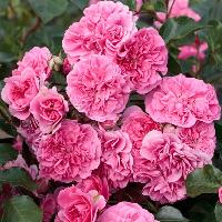 Штамб Лес Катр Сэзон