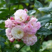 ����� ���� �����