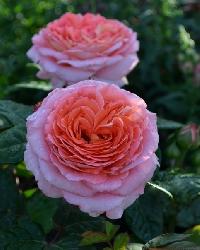 ���� ��� �� �����