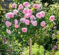 Штамб Миранда