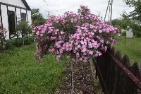 ����� �������� ����