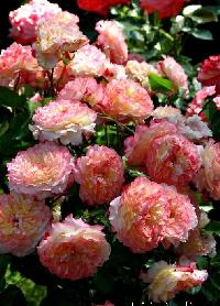 ���� �� ������� �� ��������� ������ 