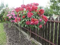 ����� ����� �� ���� / ���������� ����