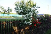 Штамб Гирляндэ Д'Амур