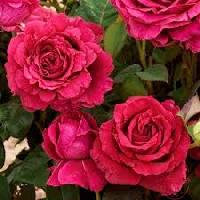 ����� ��� �� ���� ���