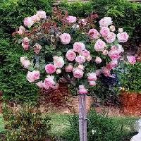 ����� ���� �� ������